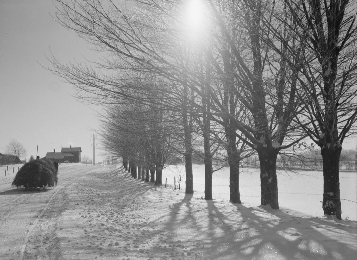 A row of bare trees along a snow-covered Oswego County road in December 1937, low winter sun flaring through the branches and long shadows raking across the snow
